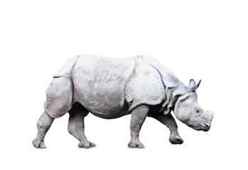 Fototapeta premium Big rhinoceros on white background. Wild animal