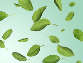 Fresh sage leaves flying on pale light green background