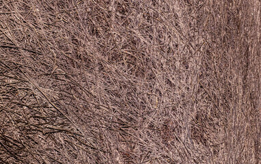Closes up dense pile of small brown twigs. Background texture