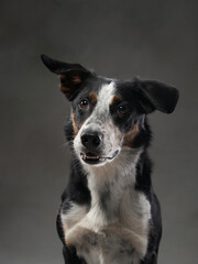 funny dog on gray background. Happy border collie in the studio. pet portrait
