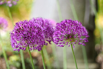 purple buds of decorative onion sunbeams spring day.  nature garden