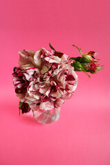 white with pink rose on a pink background.  roses in a vase top view.  copy space.  mother's day valentine's day
