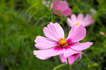 Fototapeta premium pink cosmea flower grows in the garden on a green background. nature spring