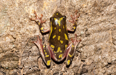Painted reed frog (Hyperolius marmoratus)	