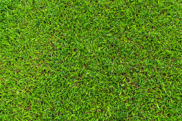 Fototapeta premium top view of green grass ground lawn pattern texture natural background or Grass Golf in fresh spring.