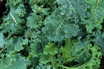 fresh raw almost mature green curly kale plants planted Known as Starbor Kale, Leaf Cabbage in basket in a vegetable garden, useful for health and High in antioxidants.