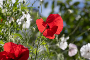 Colourful poppy flowers in a backyard in summer.