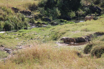Naklejka na ściany i meble Juvenile male lion in Masai Mara, Kenya