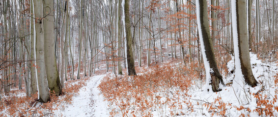 Naklejka na ściany i meble Panorama of Footpath through Forest of Bare Beech Trees in Winter Covered by Snow