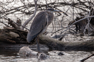 A Great Blue Heron perching on log in water.