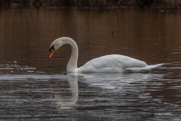 Mute Swan in the water.