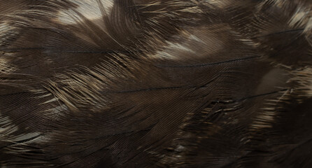 hawk feathers with visible detail. background or texture