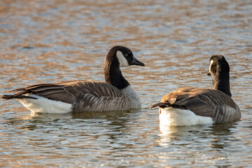 Pair of Canada Geese on the water.