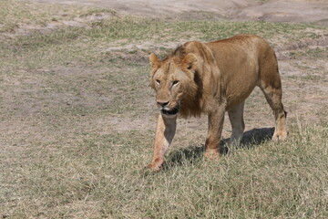 Juvenile male lion in Masai Mara, Kenya
