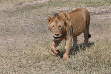 Juvenile male lion in Masai Mara, Kenya