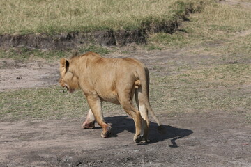 Juvenile male lion in Masai Mara, Kenya