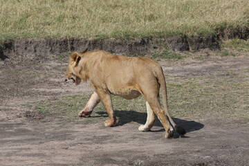 Juvenile male lion in Masai Mara, Kenya
