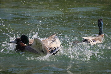 Wild ducks in a battle on the water