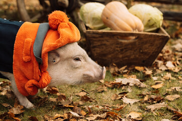 White mini pig in a smart suit posing on an autumn background