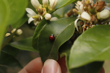 ladybug on top of lemon tree leaf