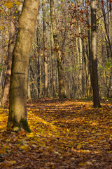 autumn in the forest