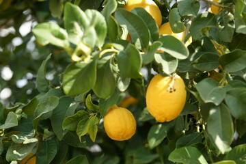 Fresh ripe lemons on the tree