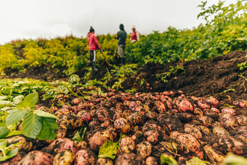 Agricultores en Ecuador cosechando papas.