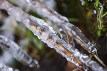 Melting snow and ice on grass in wild forest. Season change in nature.