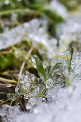 Melting snow and ice on grass in wild forest. Season change in nature.
