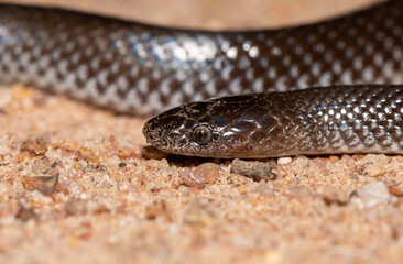 Common Wolf Snake (Lycophidion capense)	