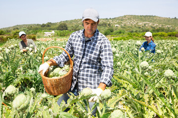 Focused man engaged in artichokes growing, harvesting ripe vegetables