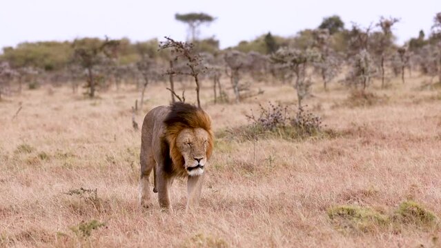 Slow motion of a male lion walking through the Kenya savannah