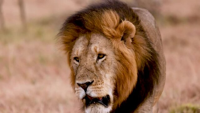 Slow motion close up of a male lion walking through the wild Kenya savannah