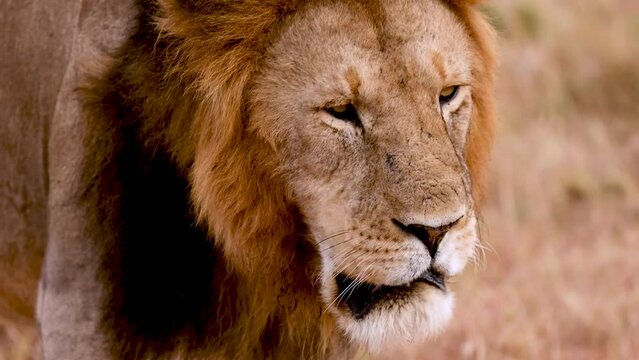 Slow motion close up of a male lion walking through the Kenya savannah