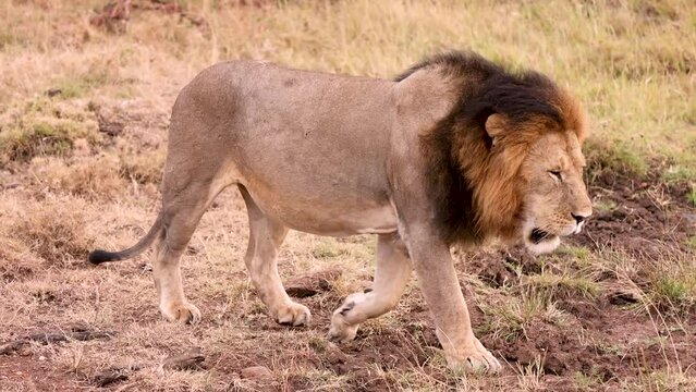 Slow motion video of a male lion walking through the Kenya savannah