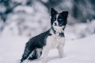 dog in snow border-collie