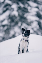 dog in snow border-collie