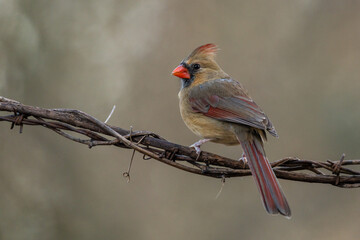 Female Cardinal Perched on Tree Vine