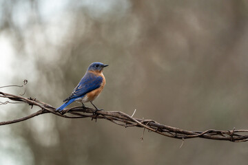 Bluebird Perched on Vine
