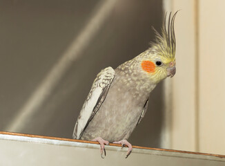The Female cockatiel  (Nymphicus hollandicus), also known as weiro, or quarrion.