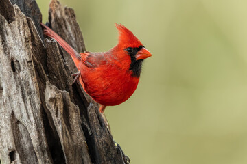 Male Northern Cardinal Perched on tree stump