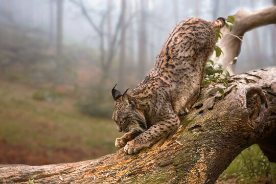 The Iberian lynx (Lynx pardinus)