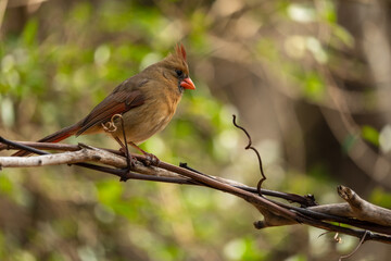 Female Cardinal Perched on Tree Vine
