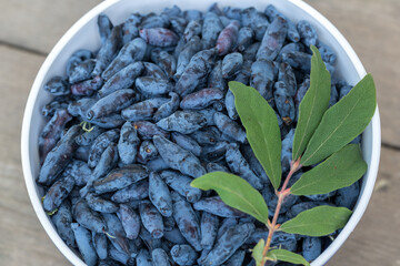 Fresh blue honeysuckle, also known as Honey berry, a background of blue berries with green leaves