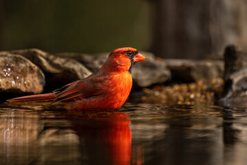 Male Cardinal Bathing in pond