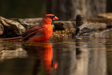 Male Cardinal Bathing in pond