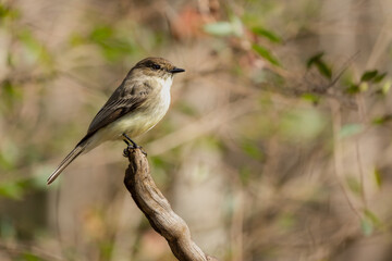 Eastern Phoebe Perched On Tree Branch