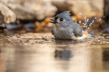 Titmouse bathing in pond