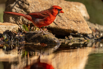 Male Northern Cardinal Perched on a rock in a pond