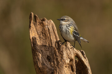 Yellow-rumped Warbler Perched on Tree Branch
